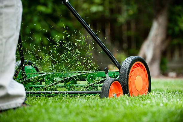 Grass clippings go flying out of a rotary style lawn mower.